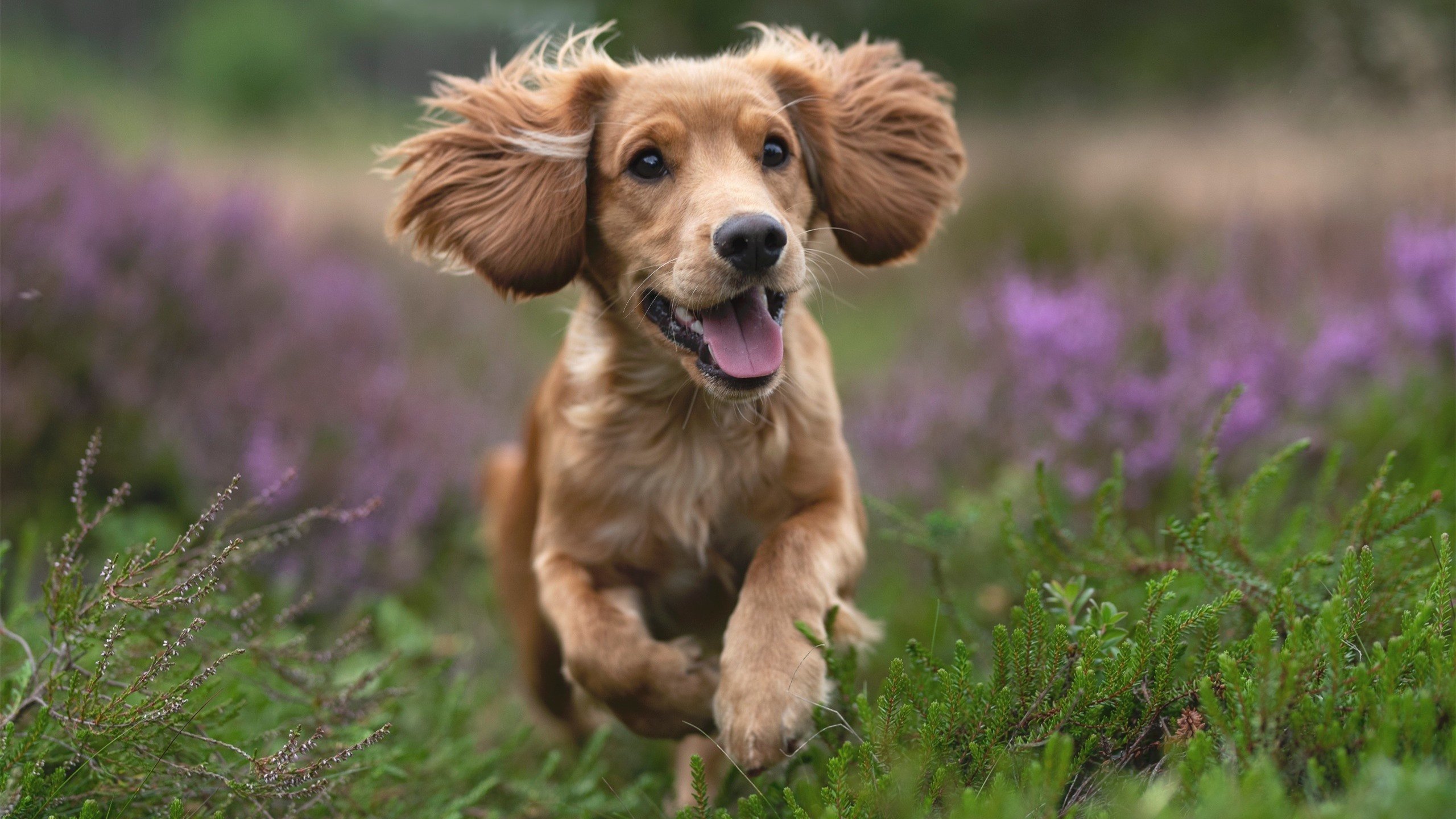 米兰登录入口-国际热身赛U23国足夺冠 球迷高呼荣耀归来，6月2日国足热身