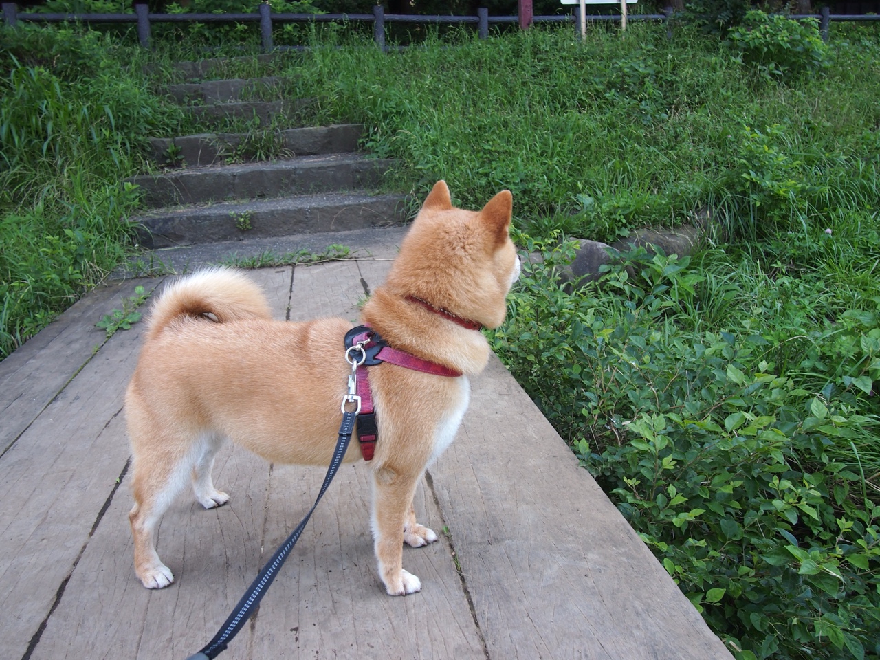 -德国队未来的机遇：国际乒联混合团体世界杯为其带来的突破口，德国乒乓球参赛名单