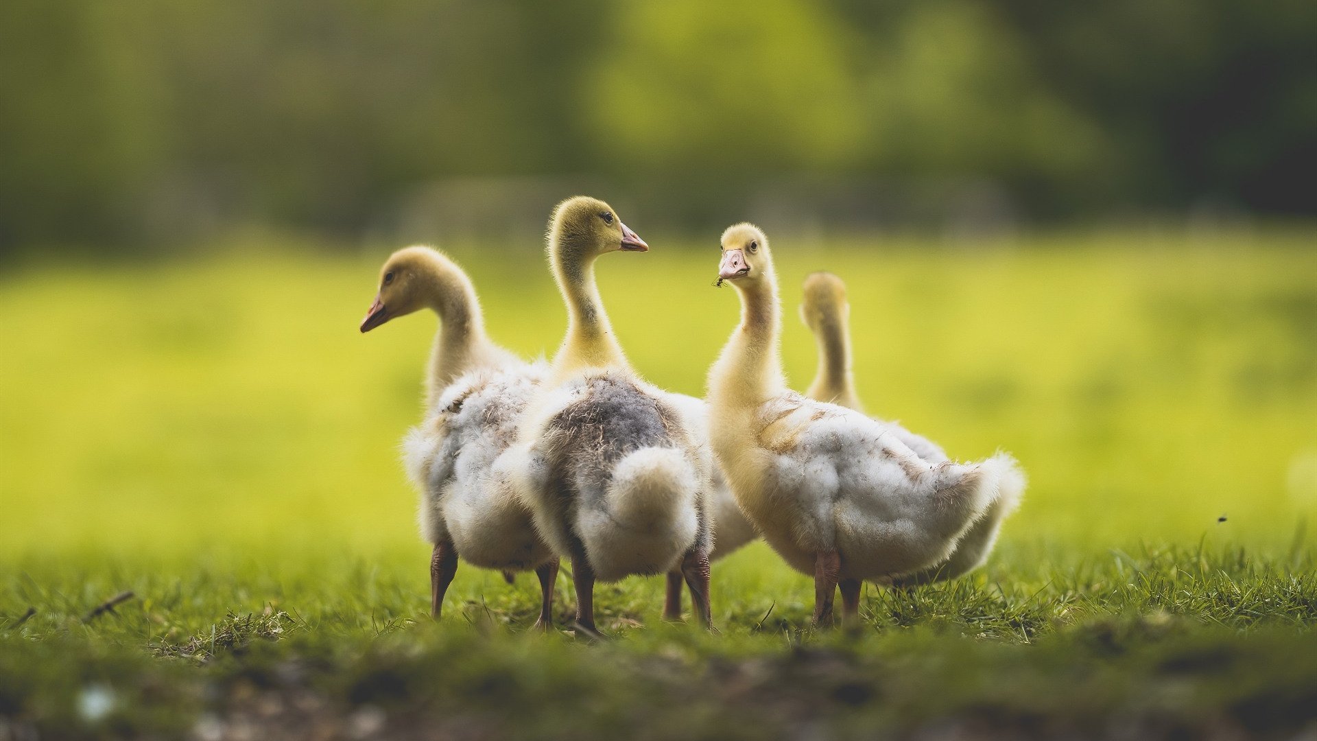 米兰体育-新援迅速融入，助力战绩持续攀升，新援状态