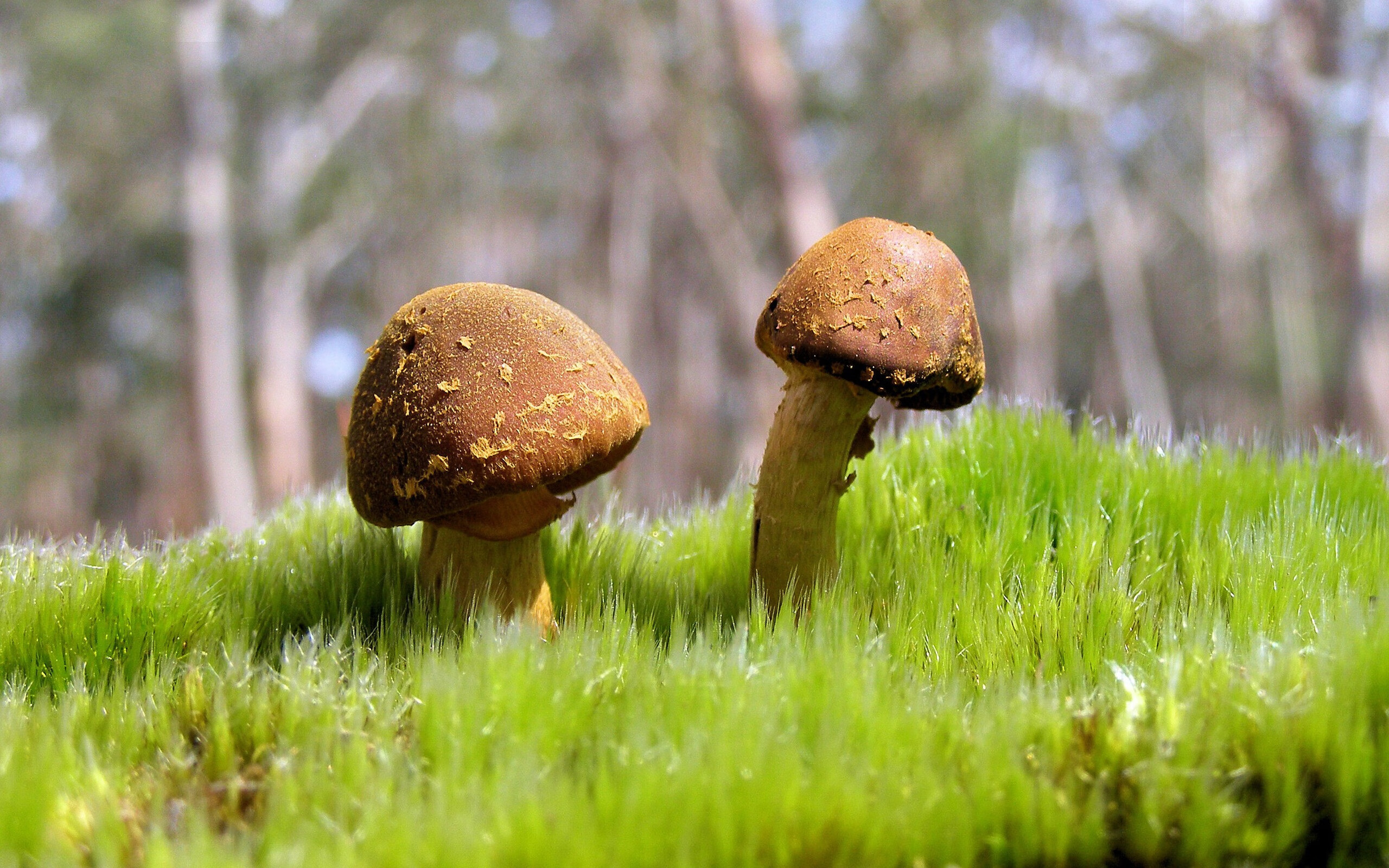 AC米兰-球队是否设置节奏爆发窗口破坏对手防守体系