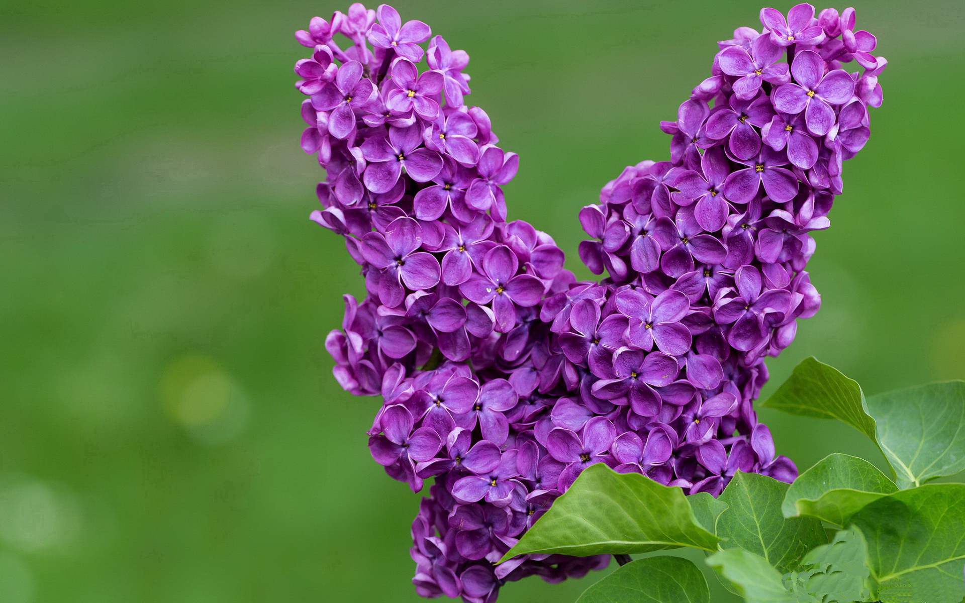 米兰登录入口-乌干达男篮在非洲预赛中拼搏，追逐奥运梦想，乌干达男篮排名