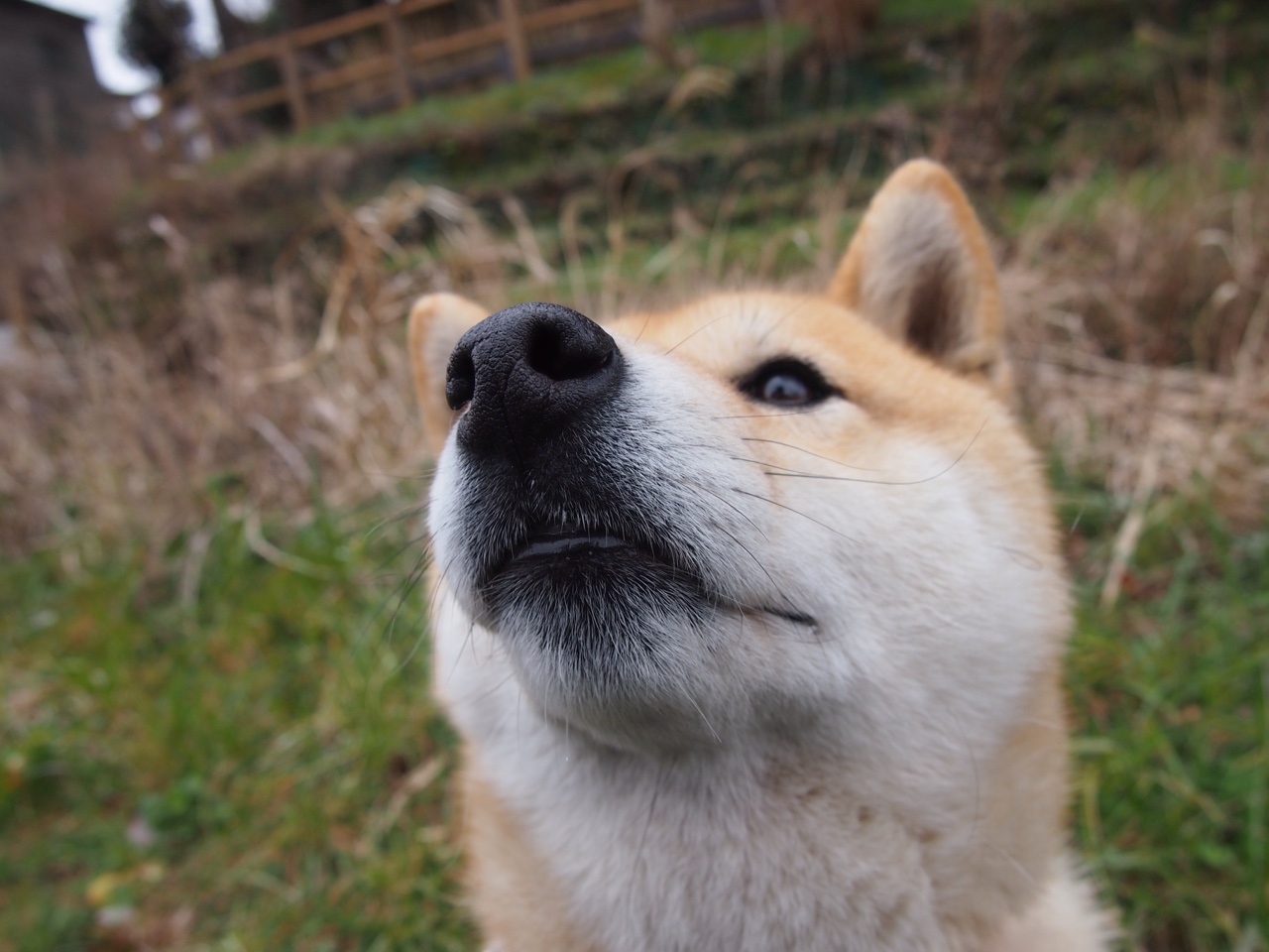 MILANSPORT入口-亚洲篮球邀请赛中，日本男篮发挥稳定，展示成长潜力，亚洲男篮锦标赛2021日本