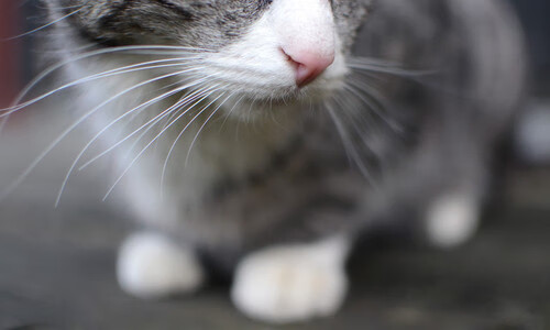 MILANSPORT入口-体育新闻中心赛场纪律观察，体育新闻赛况