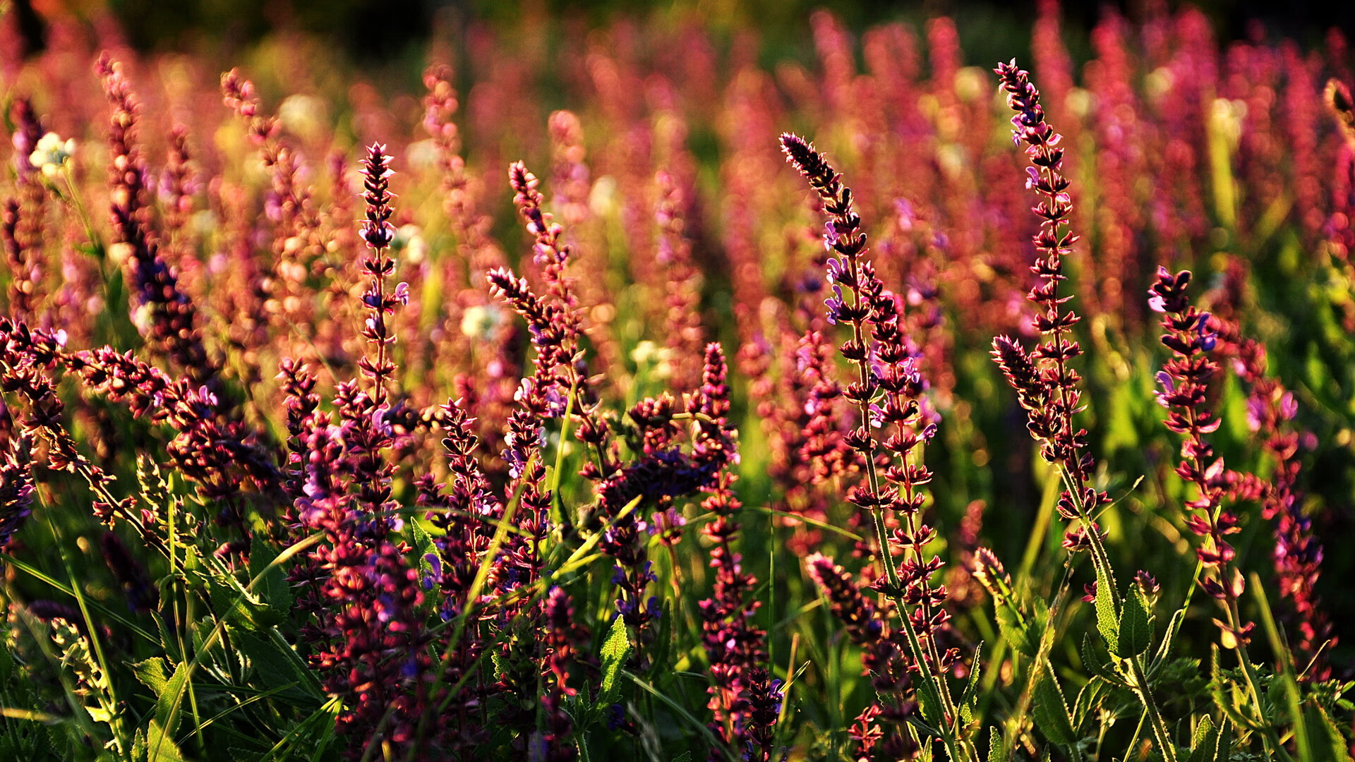 米兰体育官网-塞内加尔男篮在非洲锦标赛中奋战不止，迎接更高荣誉，非洲 塞内加尔