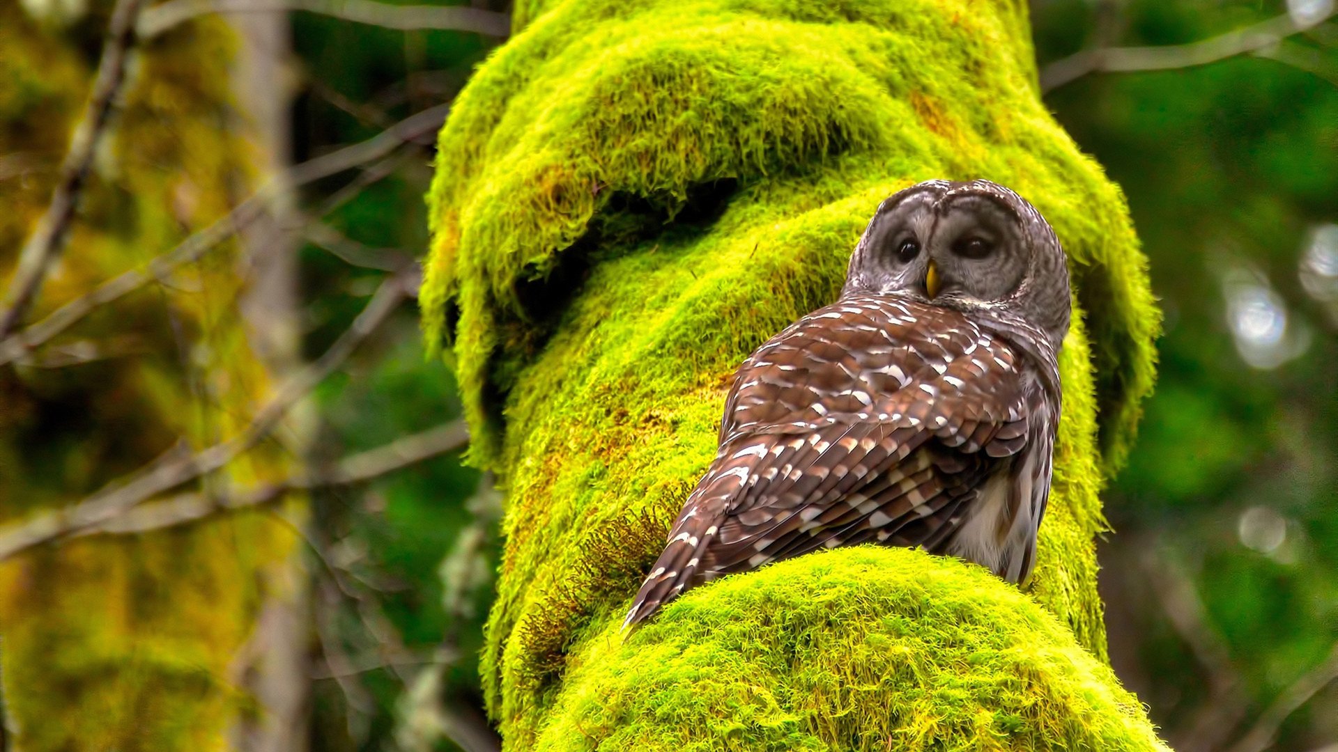 米兰体育官网-塞维利亚保持强劲势头,欧洲赛场拼搏奋进