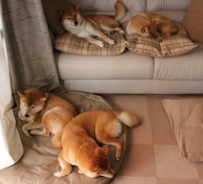 -戴维·帕特森全场的视野与领导能力，让袋鼠队在橄榄球锦标赛中保持竞争力