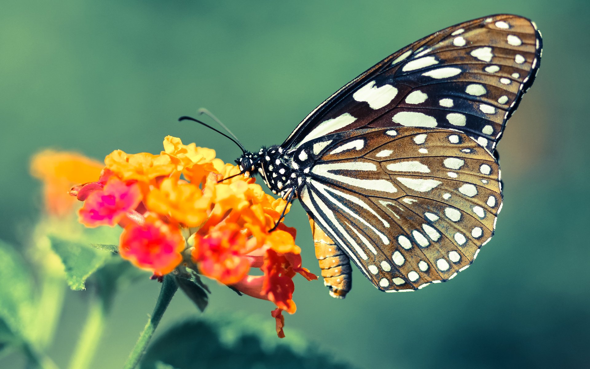 米兰体育APP-斯洛伐克男篮在欧洲大赛中拼搏到底,追梦奥运未来在望,斯洛伐克队欧洲杯大名单