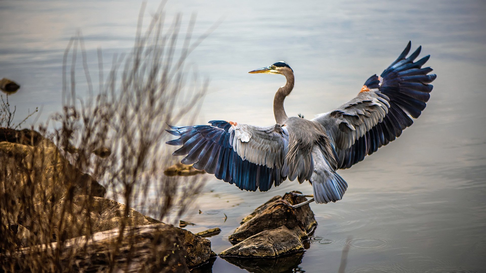 MILANSPORT入口-橄榄球重返伦敦学校体育课,伦敦橄榄球俱乐部