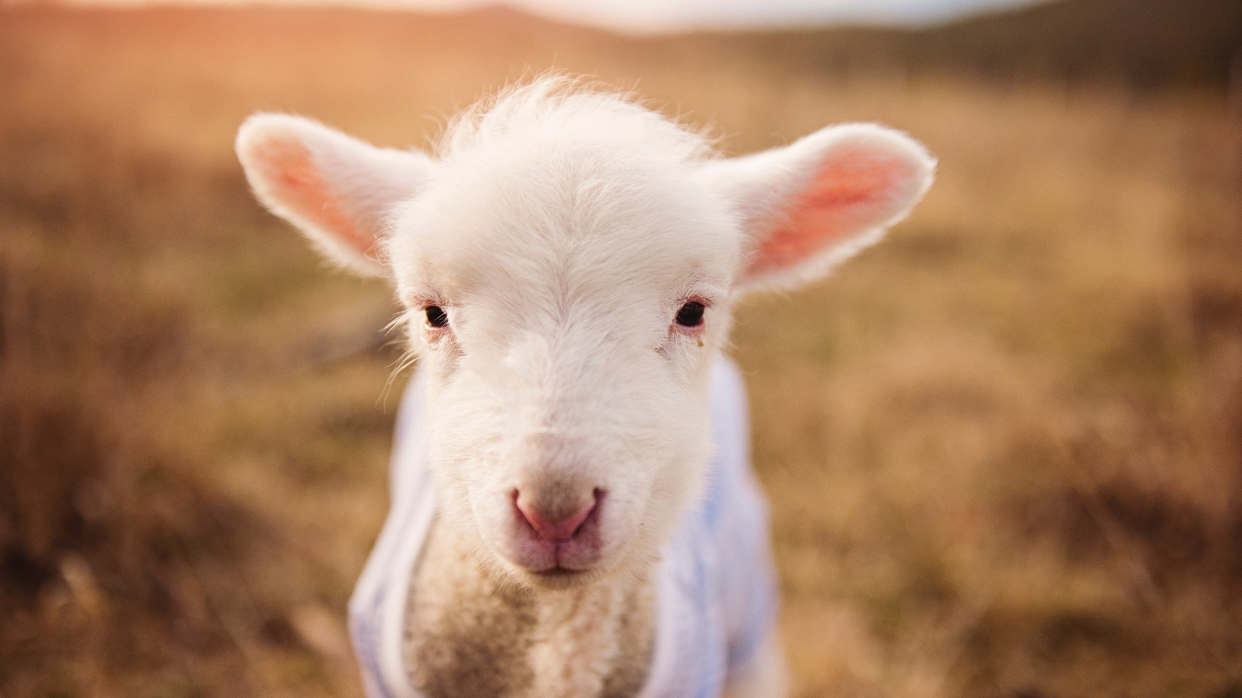 米兰登录入口-澳大利亚男队转型期仍需时间磨合,澳大利亚男篮队