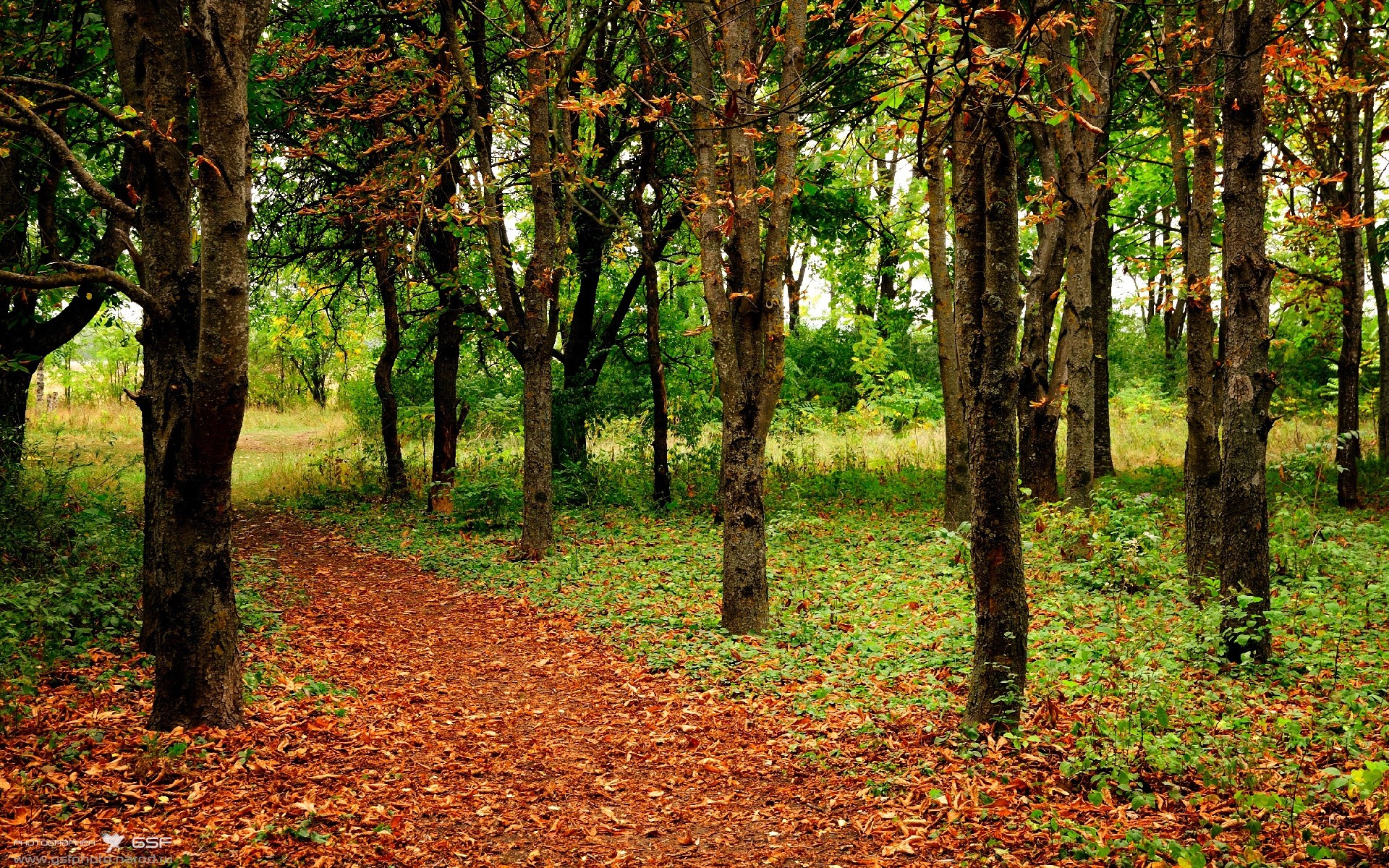 MILANSPORT下载-自由泳长程韩国展现耐力节奏，自由泳长游视频