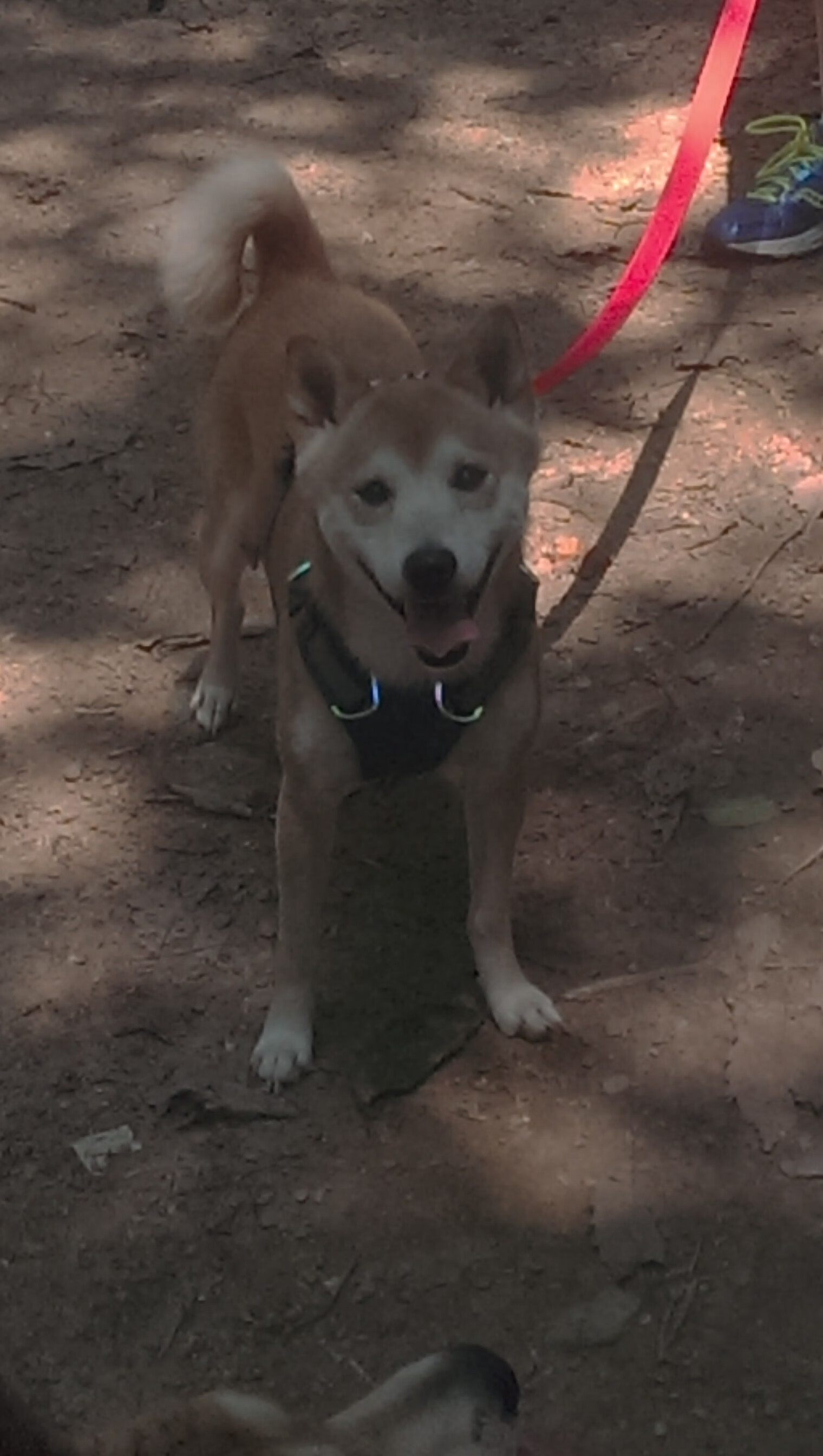 MILANSPORT入口-詹姆斯再刷高分率队晋级,詹姆斯即将突破35000分