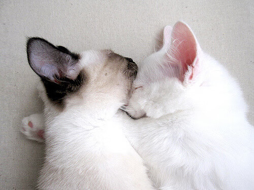 MILANSPORT下载-足球世界杯预选赛进展汇总,足球世界杯预选赛免费直播